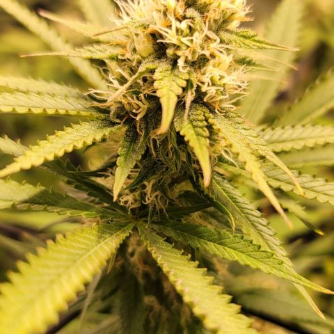 Squirt growlog timeline photo