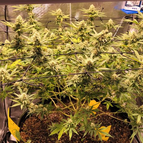 Squirt growlog timeline photo
