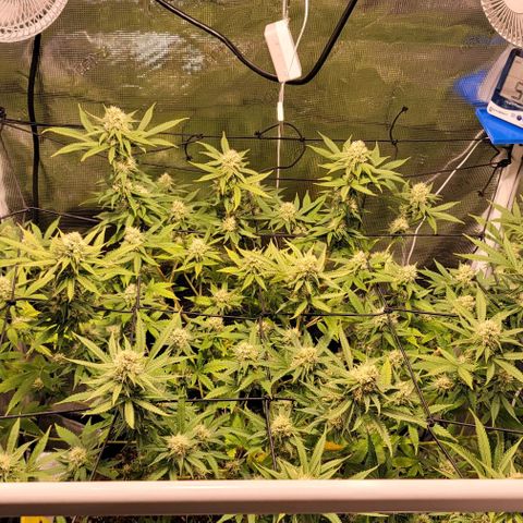 Squirt growlog timeline photo