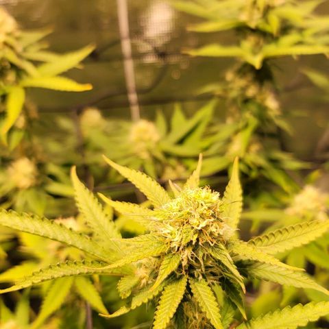 Squirt growlog timeline photo