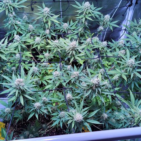Squirt growlog timeline photo
