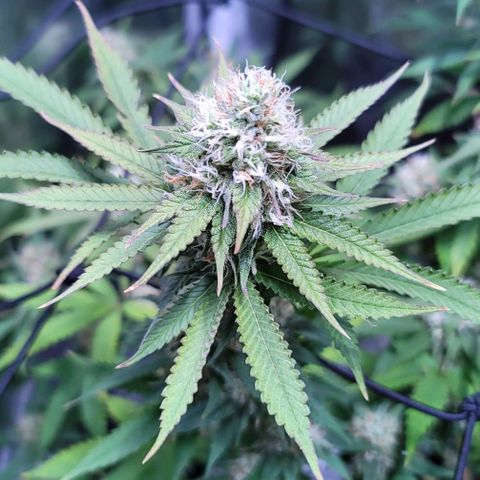 Squirt growlog timeline photo