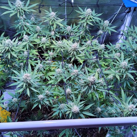 Squirt growlog timeline photo