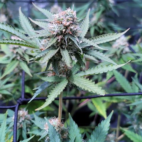 Squirt growlog timeline photo