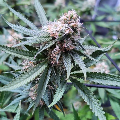 Squirt growlog timeline photo
