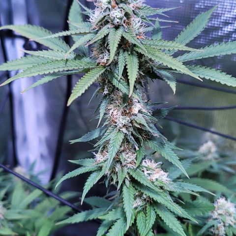 Squirt growlog timeline photo