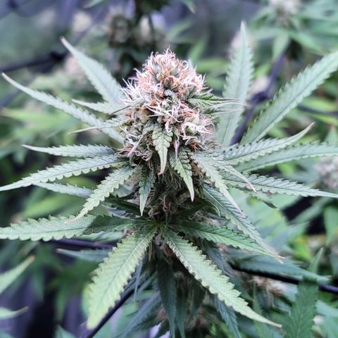 Squirt growlog timeline photo