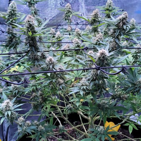 Squirt growlog timeline photo