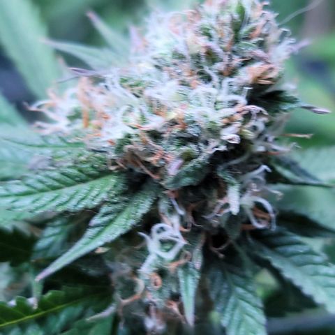 Squirt growlog timeline photo