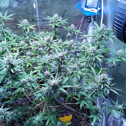 Squirt growlog timeline photo