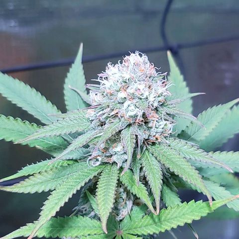 Squirt growlog timeline photo