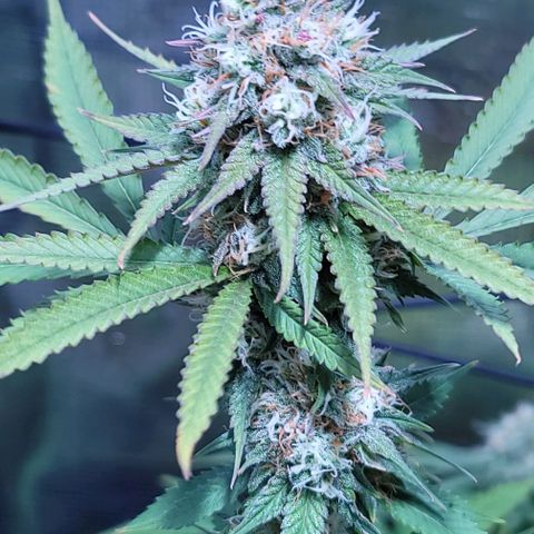 Squirt growlog timeline photo
