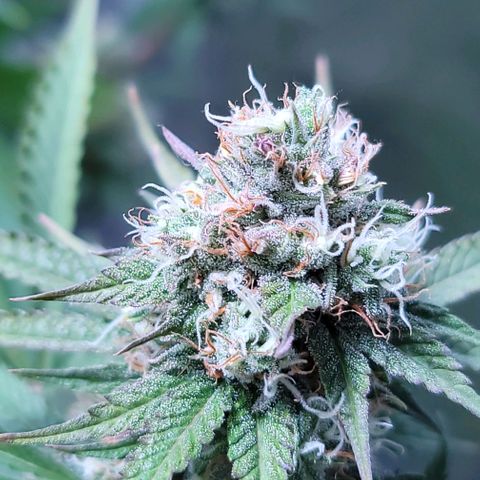Squirt growlog timeline photo