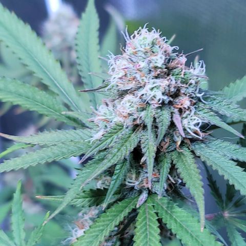 Squirt growlog timeline photo