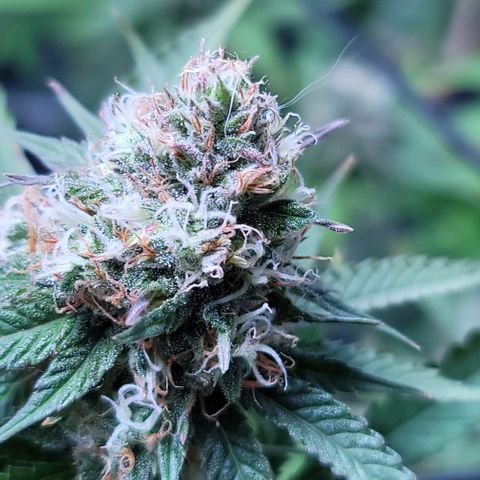 Squirt growlog timeline photo