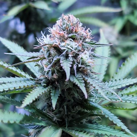 Squirt growlog timeline photo