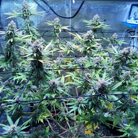 Squirt growlog timeline photo