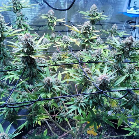 Squirt growlog timeline photo