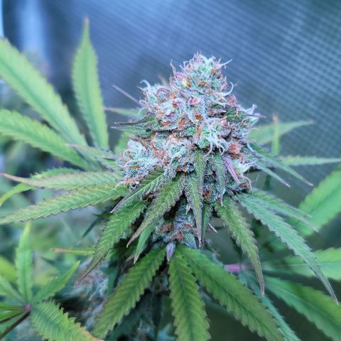 Squirt growlog timeline photo