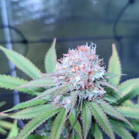 Squirt growlog timeline photo