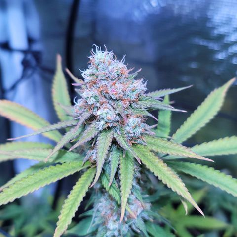 Squirt growlog timeline photo