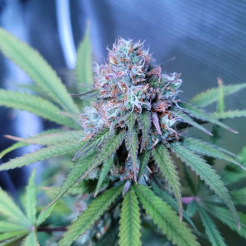 Squirt growlog timeline photo