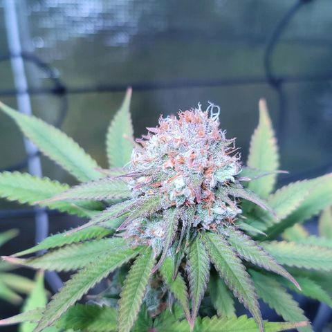 Squirt growlog timeline photo