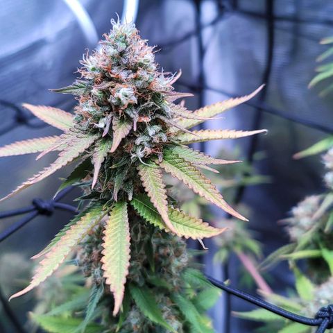 Squirt growlog photo: Pre harvest after defoliation. 