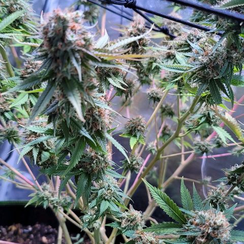 Squirt growlog photo: Pre harvest after defoliation. 