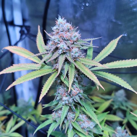 Squirt growlog photo: Pre harvest after defoliation. 
