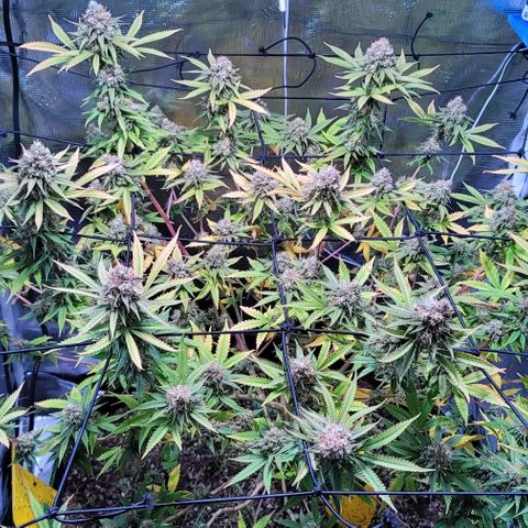 Squirt growlog photo: Pre harvest after defoliation. 