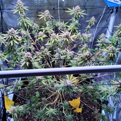 Squirt growlog photo: Pre harvest after defoliation. 