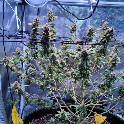 Squirt growlog photo: Pre harvest after defoliation. 