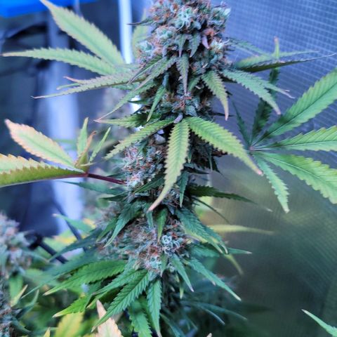 Squirt growlog photo: Pre harvest after defoliation. 
