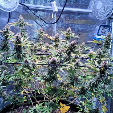 Squirt growlog photo: Pre harvest after defoliation. 