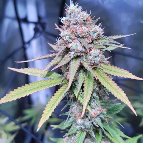 Squirt growlog photo: Pre harvest after defoliation. 