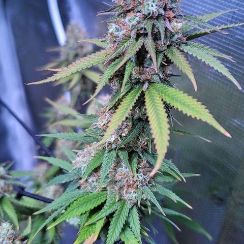 Squirt growlog photo: Pre harvest after defoliation. 