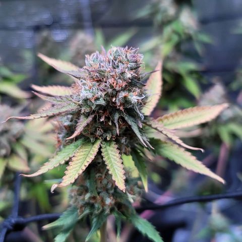 Squirt growlog timeline photo