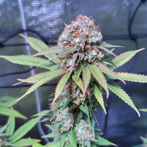 Squirt growlog timeline photo