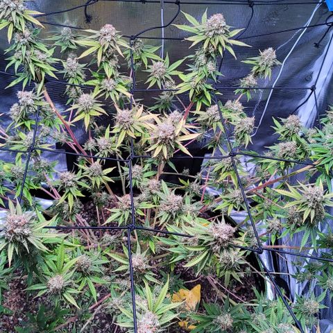 Squirt growlog timeline photo