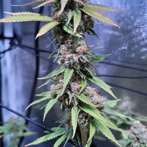 Squirt growlog timeline photo