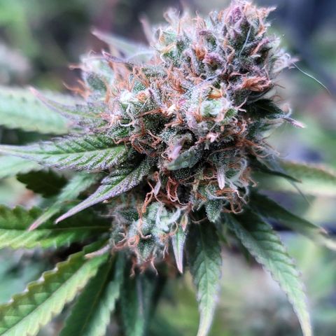 Squirt growlog timeline photo