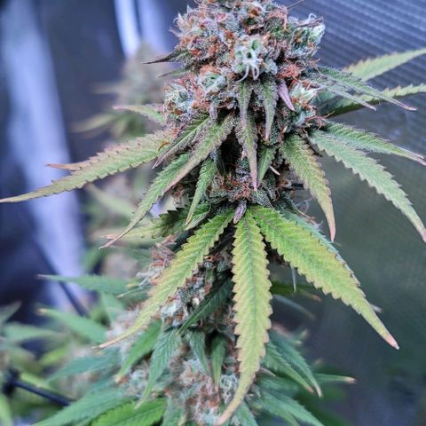 Squirt growlog timeline photo