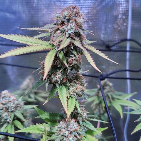 Squirt growlog timeline photo