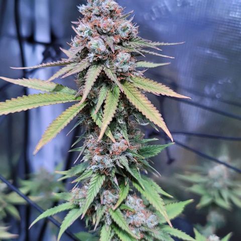 Squirt growlog timeline photo