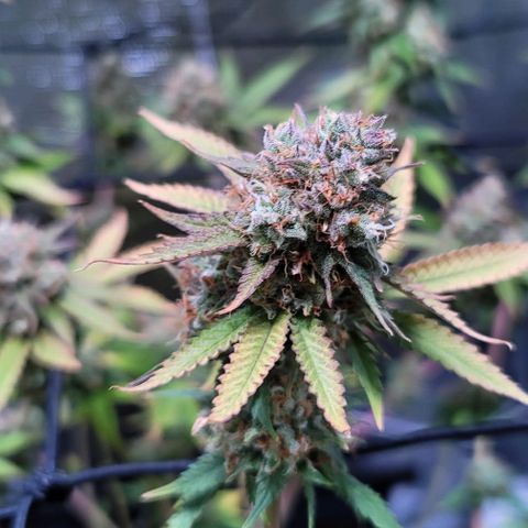 Squirt growlog timeline photo