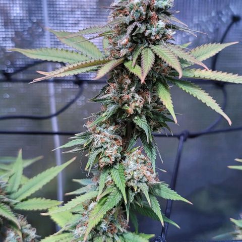 Squirt growlog timeline photo