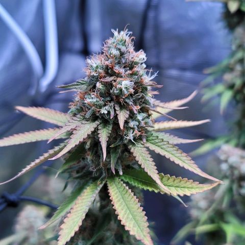 Squirt growlog timeline photo