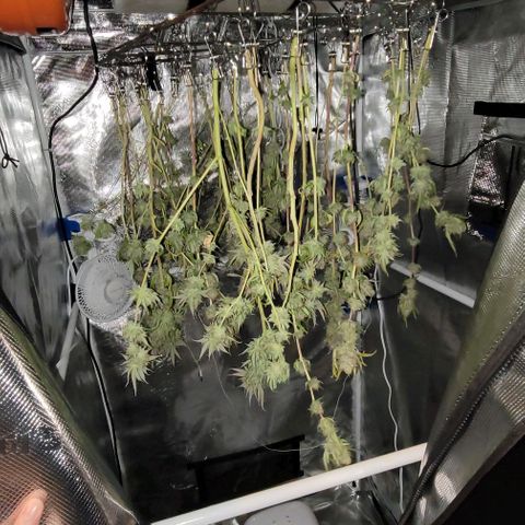 Squirt growlog timeline photo
