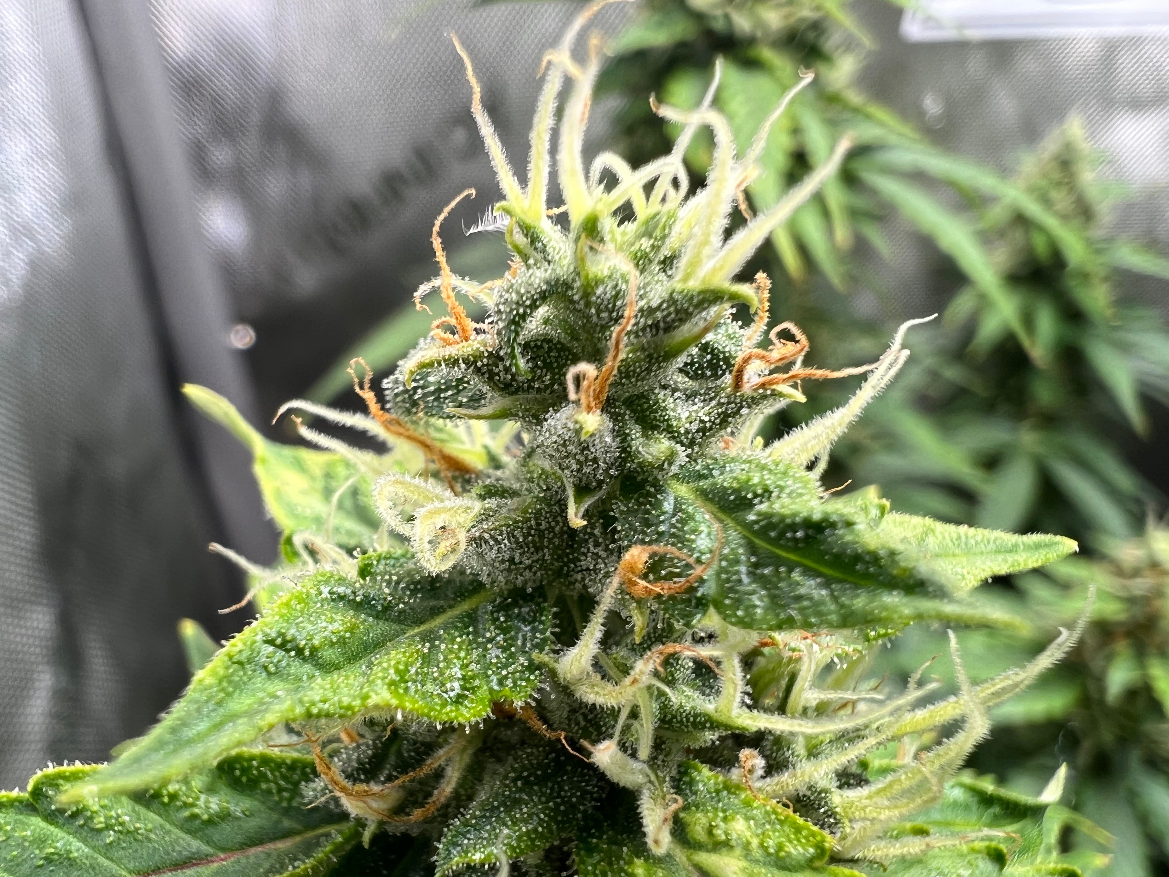 Do Si Dos Auto growlog header